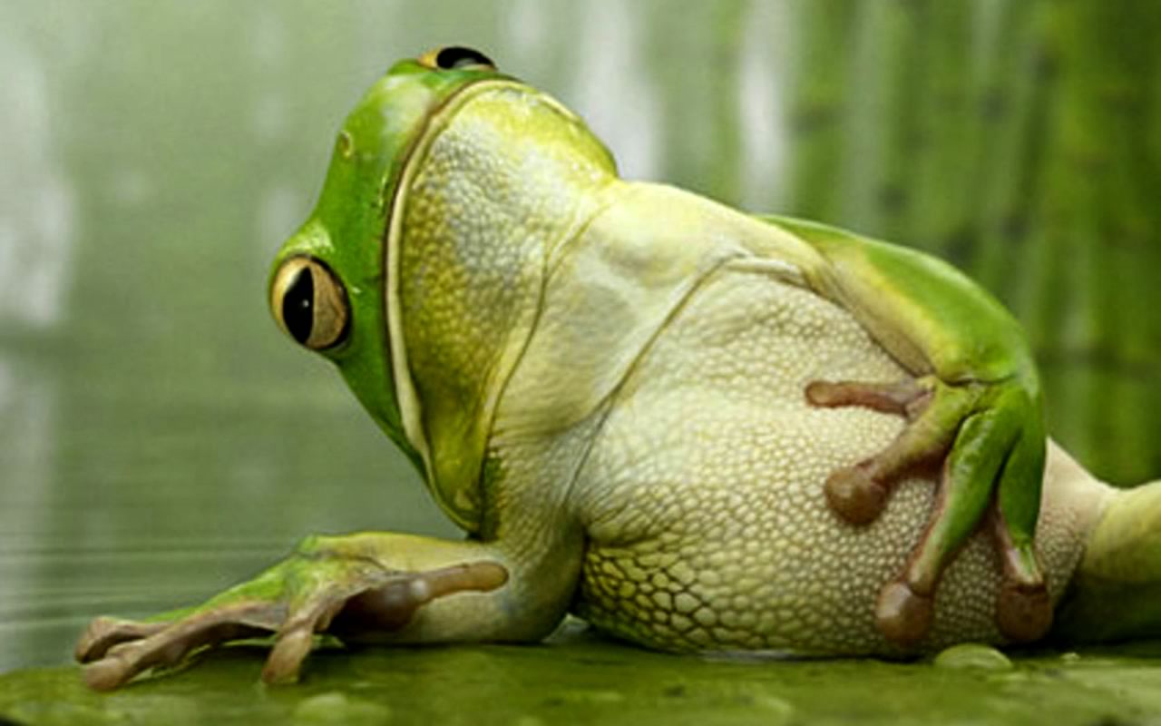 Fotos de animales: 25 wallpapers de ranas y sapos (2)