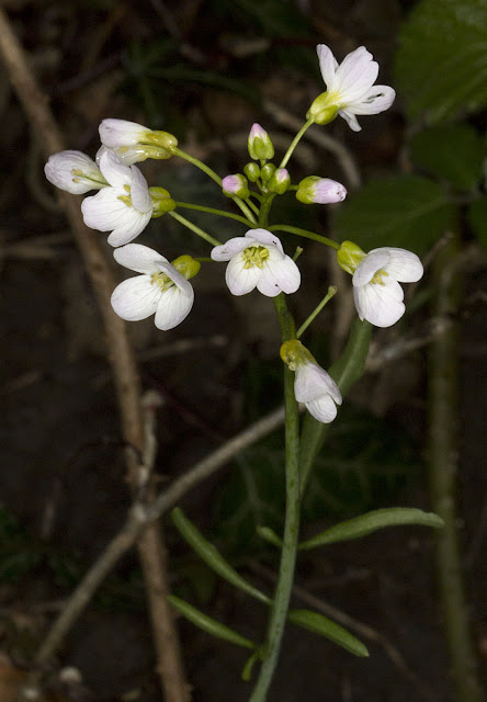 Cuckooflower, Cardamine pratensis.  Darrick Wood, 21 April 2012.