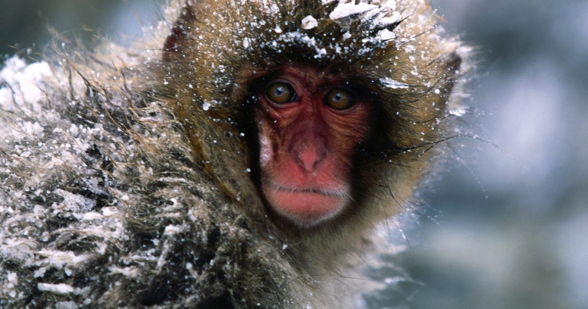 how do spider monkeys protect themselves from predators how do spider monkeys protect themselves from predators