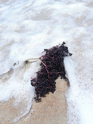 elderberries at the beach