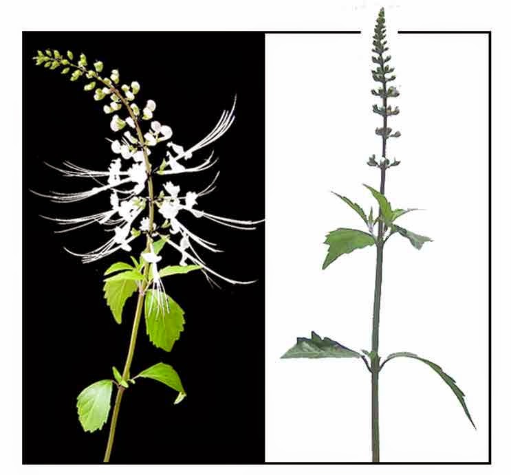 PHILIPPINE HERBAL PLANTS AND THEIR USES Balbas Pusa