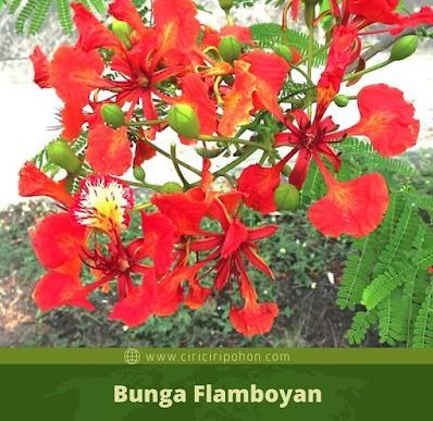 Flamboyan Si Pohon Api Yang Cantik Pijar Mentari