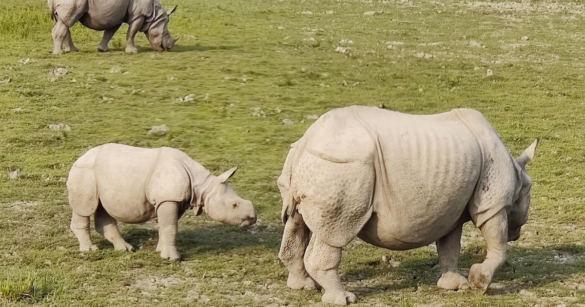 Safari Through Kaziranga