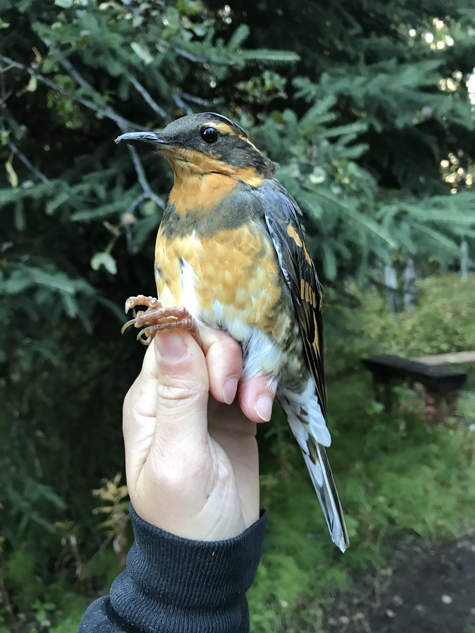 Creamer's Field Migration Station Is that a policeman's whistle?
