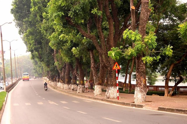 Cây xà cừ là gì? Kỹ thuật chồng và chăm sóc chi tiết