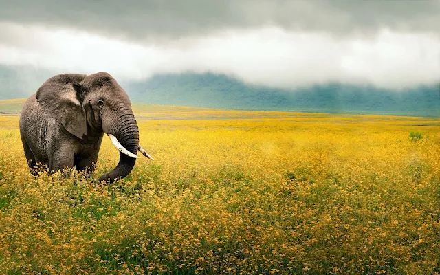 Foto olifant tussen de bloemen