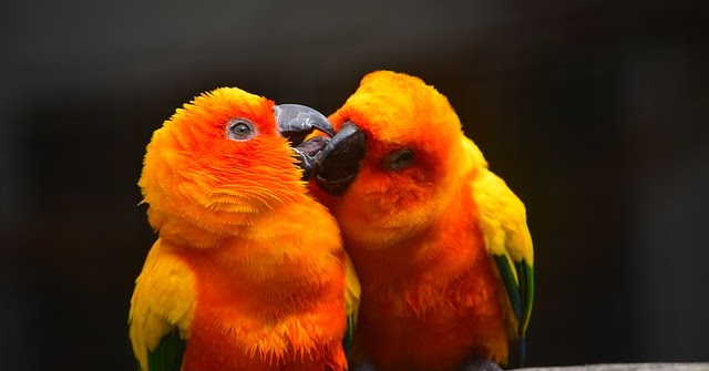 Cara merekam suara bunyi Burung LoveBird Panjang, Gacor, Keras dan