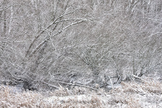 Naturfotografie Winterlandschaft Lippeaue Wildlifefotografie