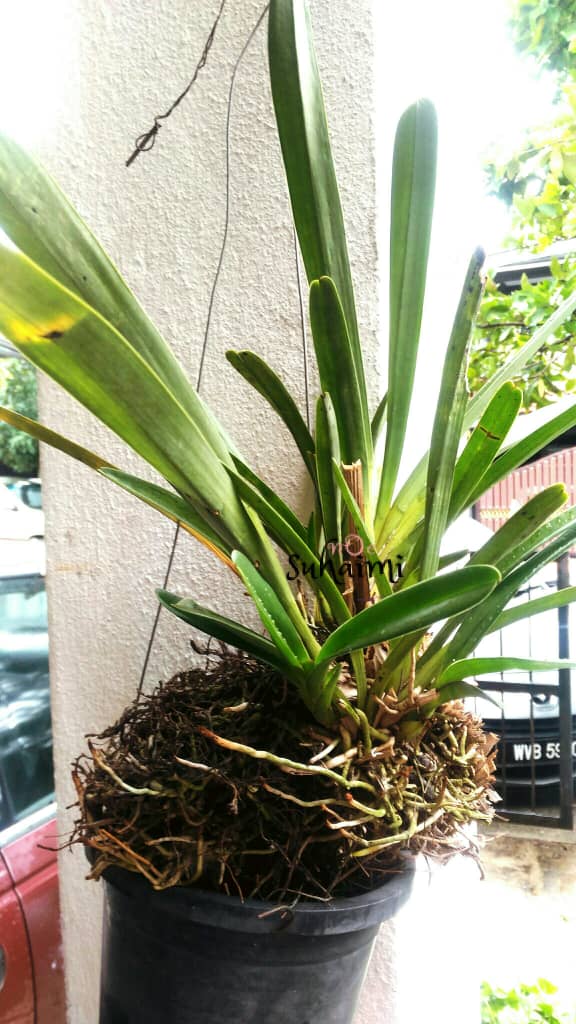 Ig For Mak Mak Ni Cara Ibu Letak Baja Dekat Pokok Facebook