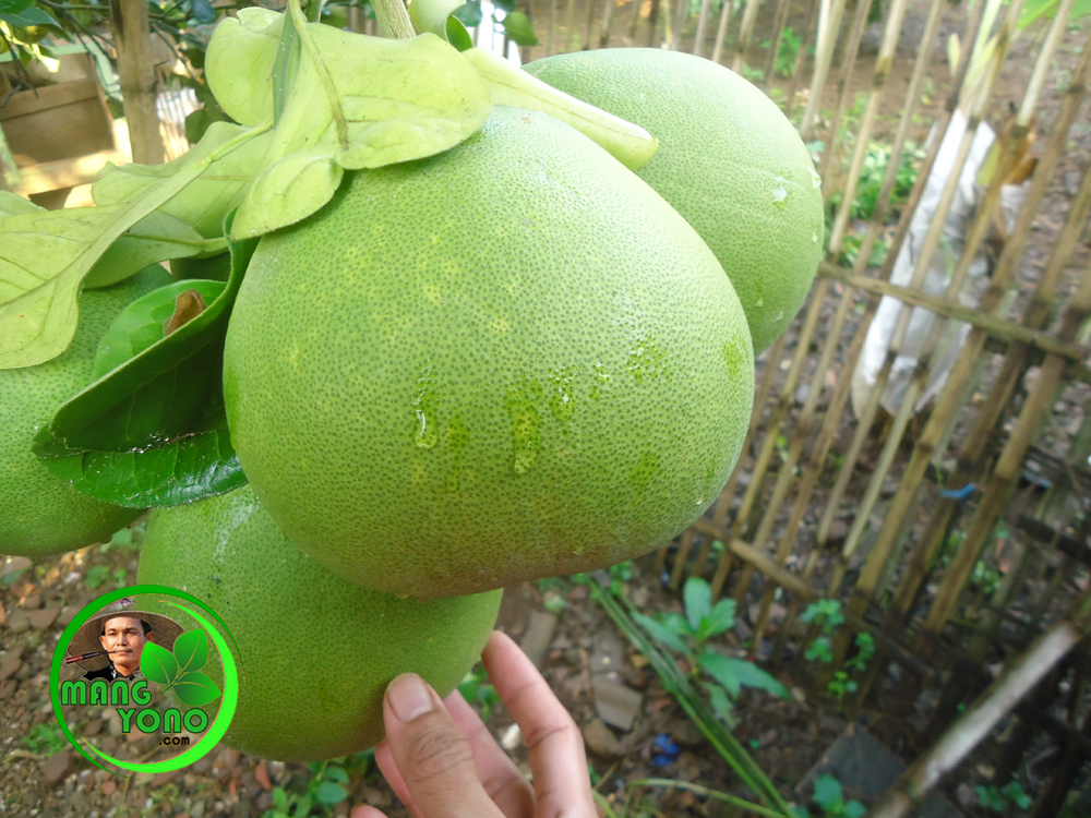 Manfaat Jeruk Bali Untuk Turunkan Kolesterol