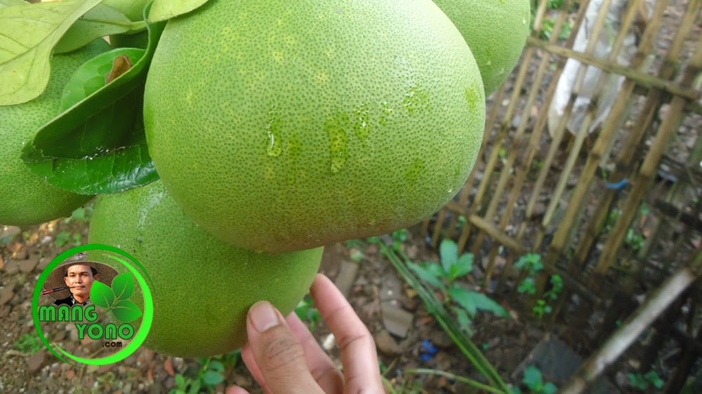 Manfaat Jeruk Bali Untuk Turunkan Kolesterol