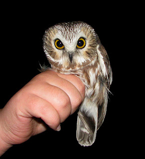 Presque Isle State Park Bird Banding: The Cutest Things Ever.
