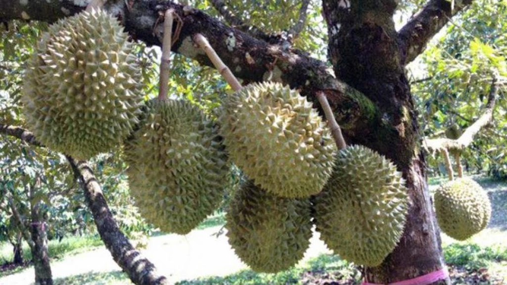 bibit durian musangking hasil okulasi Yogyakarta