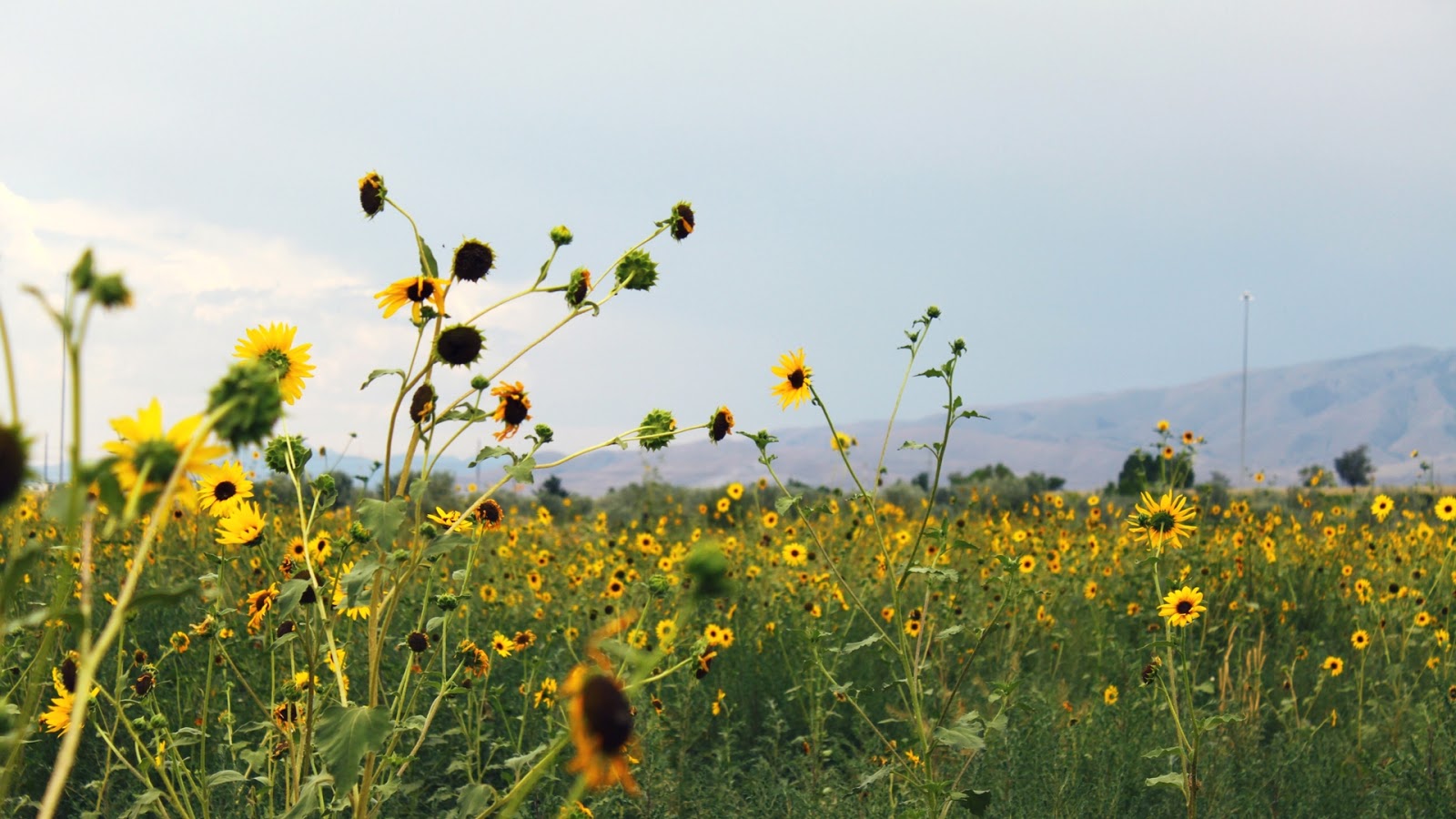 summer desktop wallpaper download the