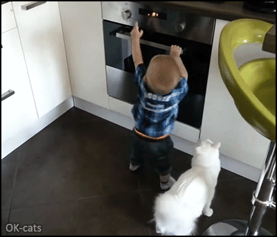 Amazing Cat GIF • Heroic and clever cat protects little boy from the hot stove Amazing Cat GIF • Heroic and clever cat protects little boy from the hot stove
