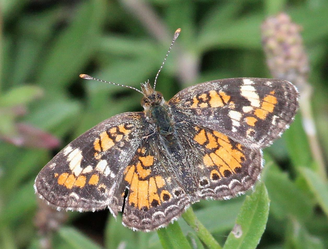 Ruminations South Texas Butterflies Part II