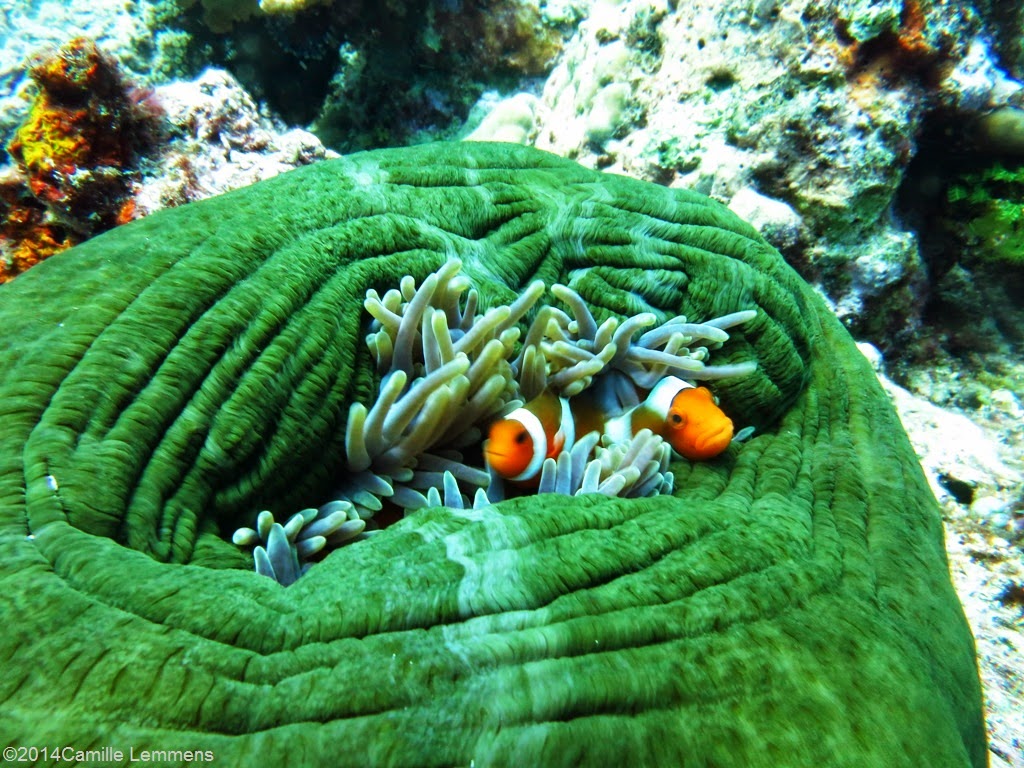 Underwater naturalist