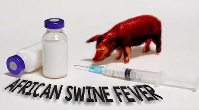 Awas, Ancaman Flu Babi!