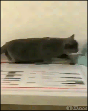 Funny Cat GIF • When your cat tries to play Hide and seek. "I'm not a cat, I'm a folder right meow !" Funny Cat GIF • When your cat tries to play Hide and seek. "I'm not a cat, I'm a folder right meow !"