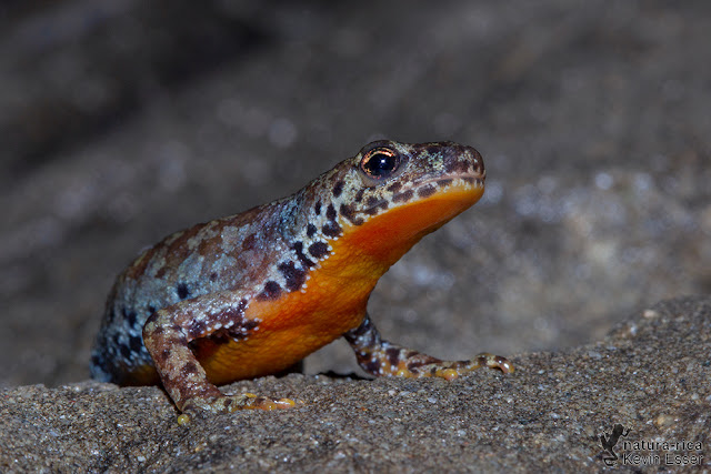 Ichthyosaura alpestris - Alpine Newt