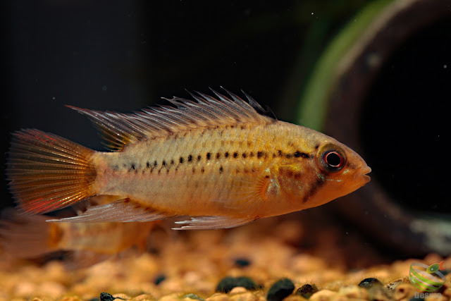 Apistogramma guttata F1