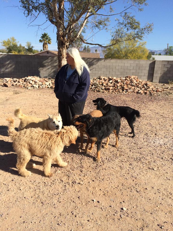 Brains, Bones and Behavior Should You Board and Train Your Dog?