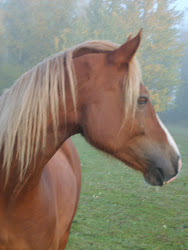 Didan- Welsh Cob