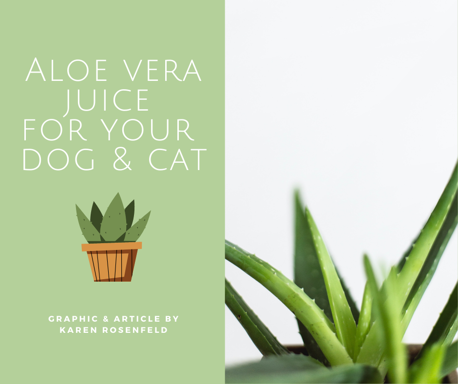 Aloe Vera Juice Herbs for Dogs and Cats