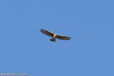 Jove d'àguila cuabarrada (Aquila fasciata)