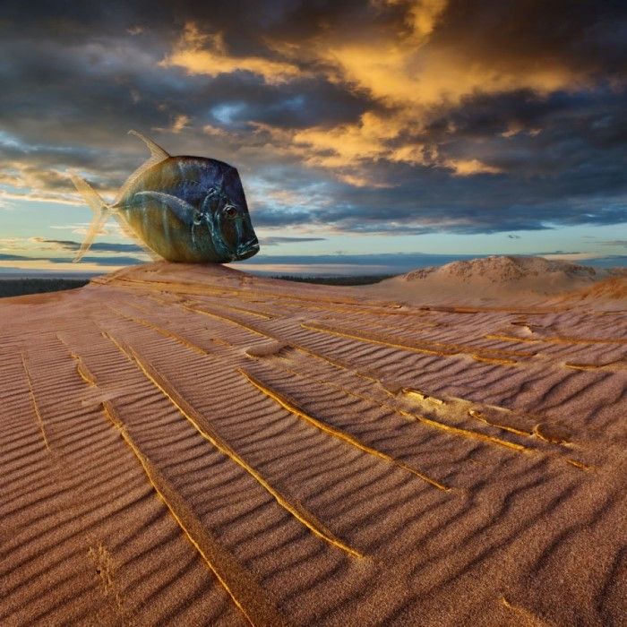 Универсальный язык. Dariusz Klimczak (фотограф)