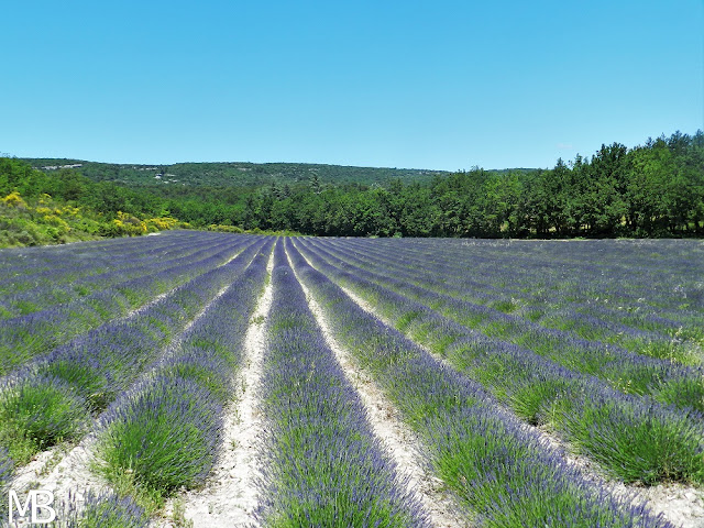 lavanda provenza