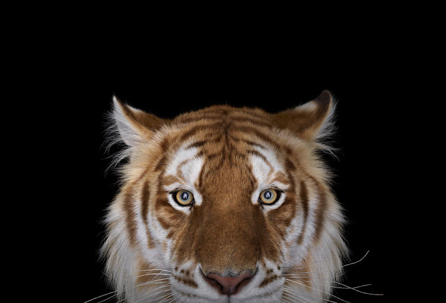 I-Create-Studio-Portraits-of-Exotic-Animals-Looking-Directly-Into-the-Camera8__880