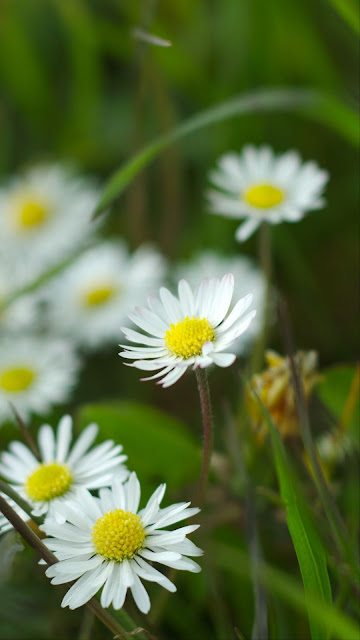 Wallpaper garden, chamomile, flowers, petals, grass