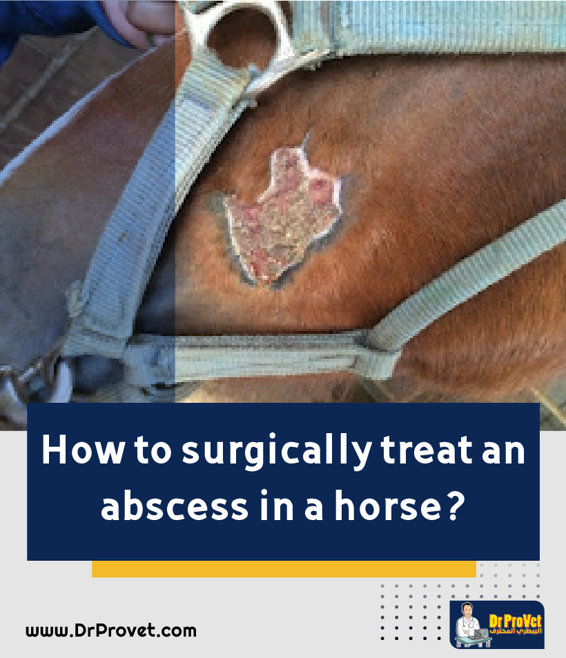 Q and A in animal surgery