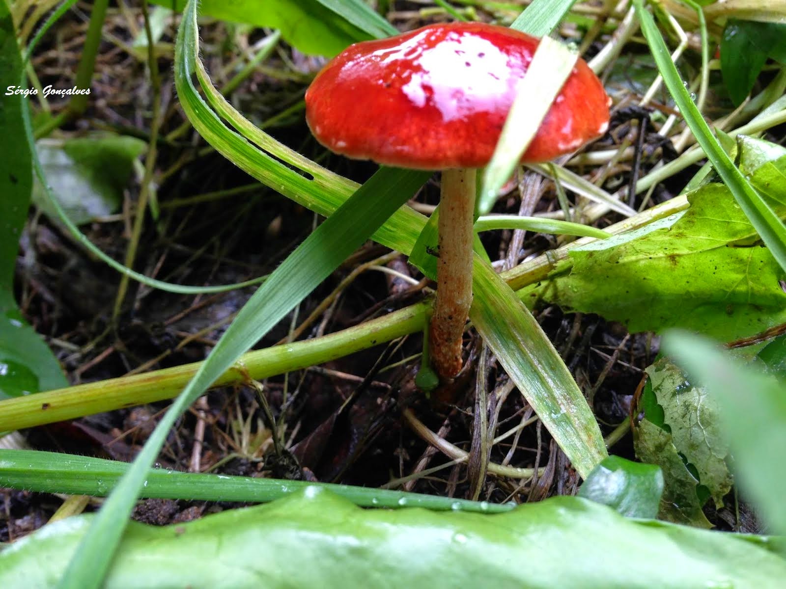 Hypholoma aurantiaca