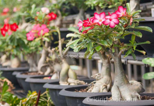 Ciri Ciri Pohon Bonsai Adenium