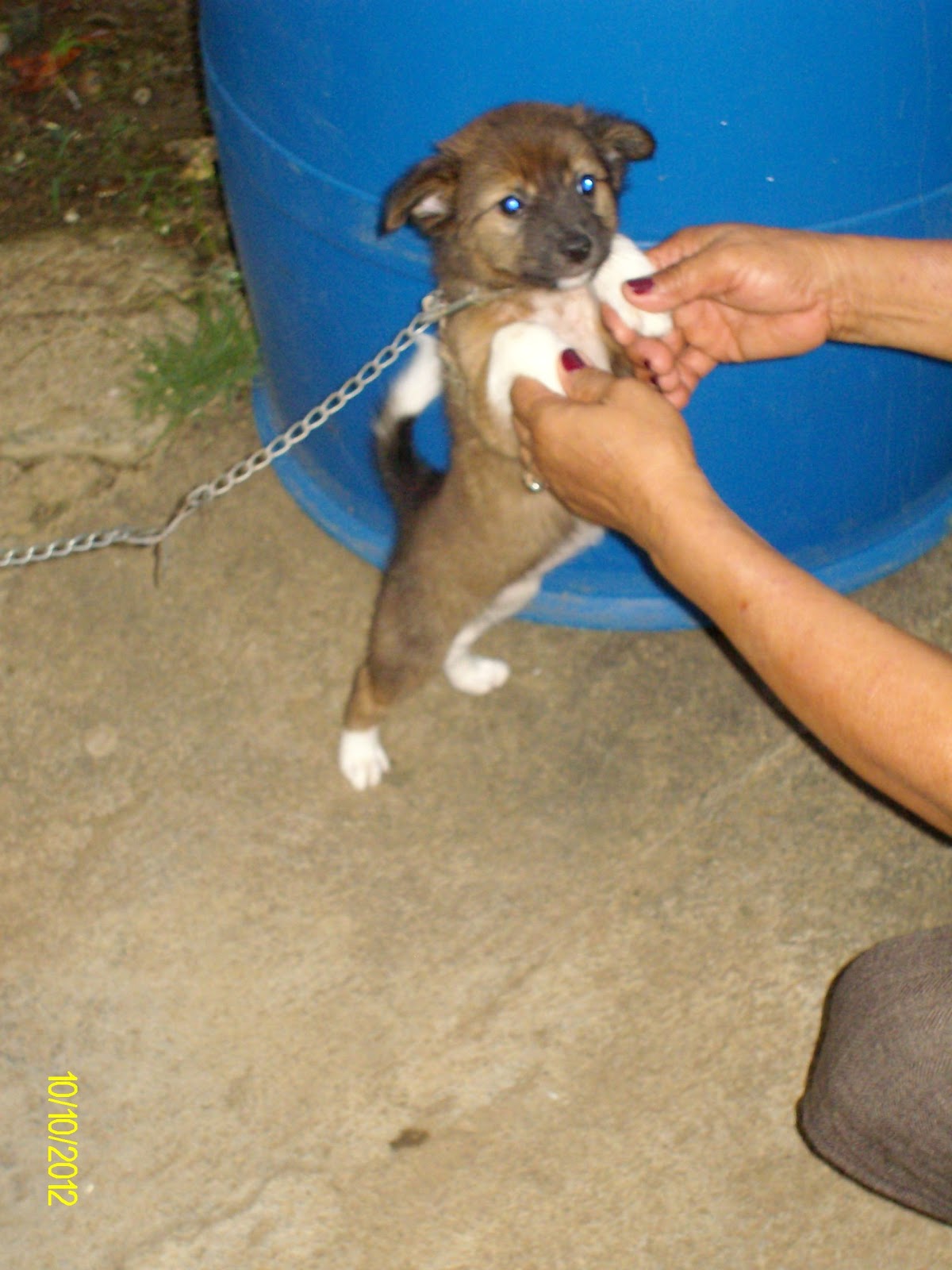 Doggy unser Hund Impressions of Davao