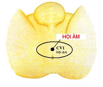 Vị trí huyệt hội âm