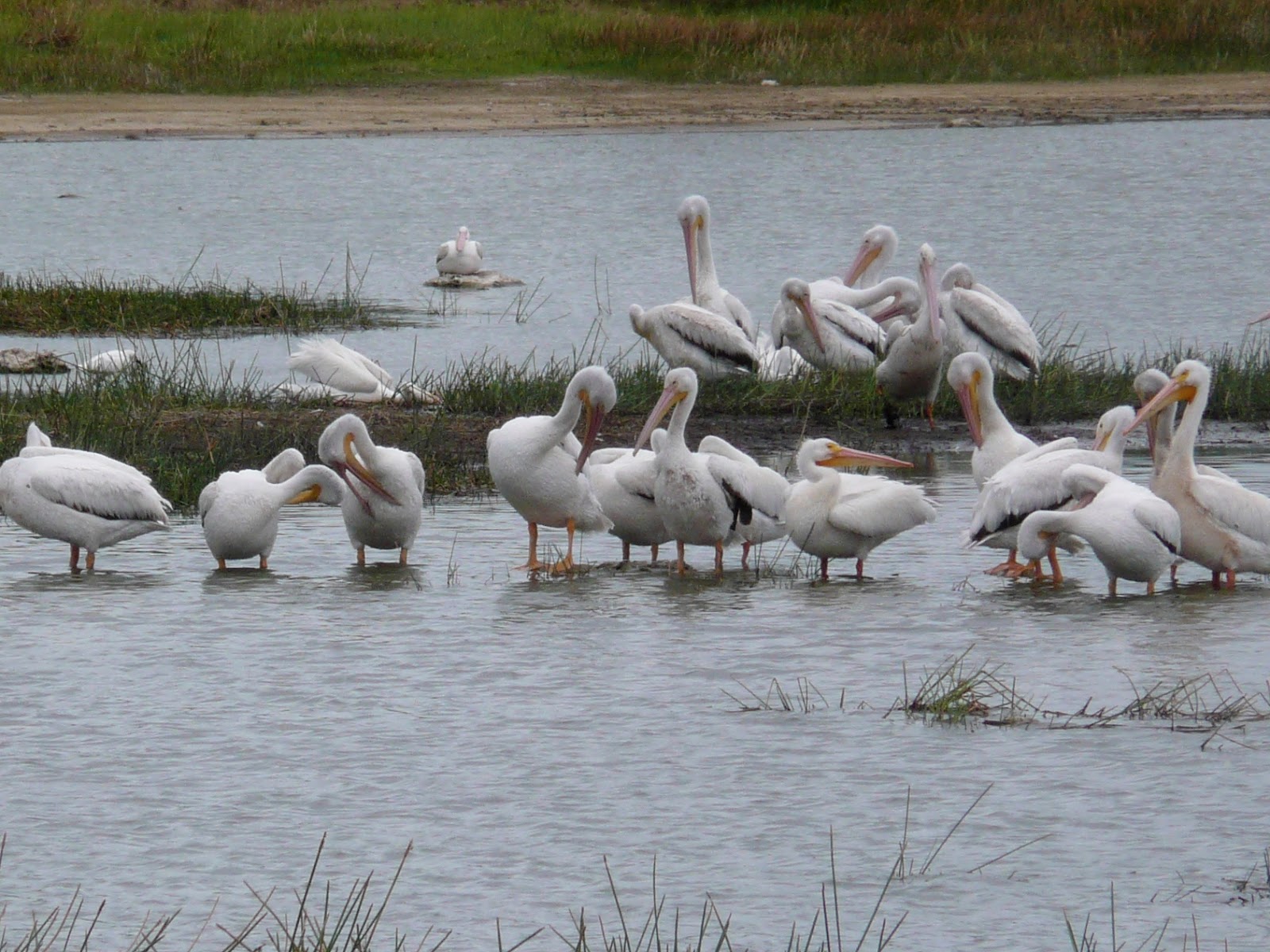 Florida Suncoast Birding: American White Pelicans