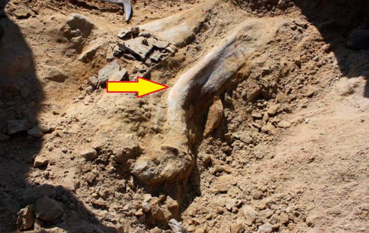 Scientists Find 68millionyearold Triceratops Fossil in Colorado