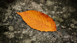 macro leaves wallpapers leaf leave