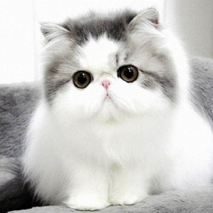 Benarkah Kucing Penyebab Asma? | Kucing Mania