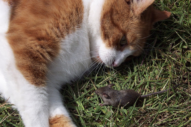 gato ratón congatos caza congatosloloco