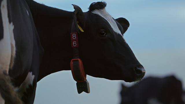 Close-up van een koe.