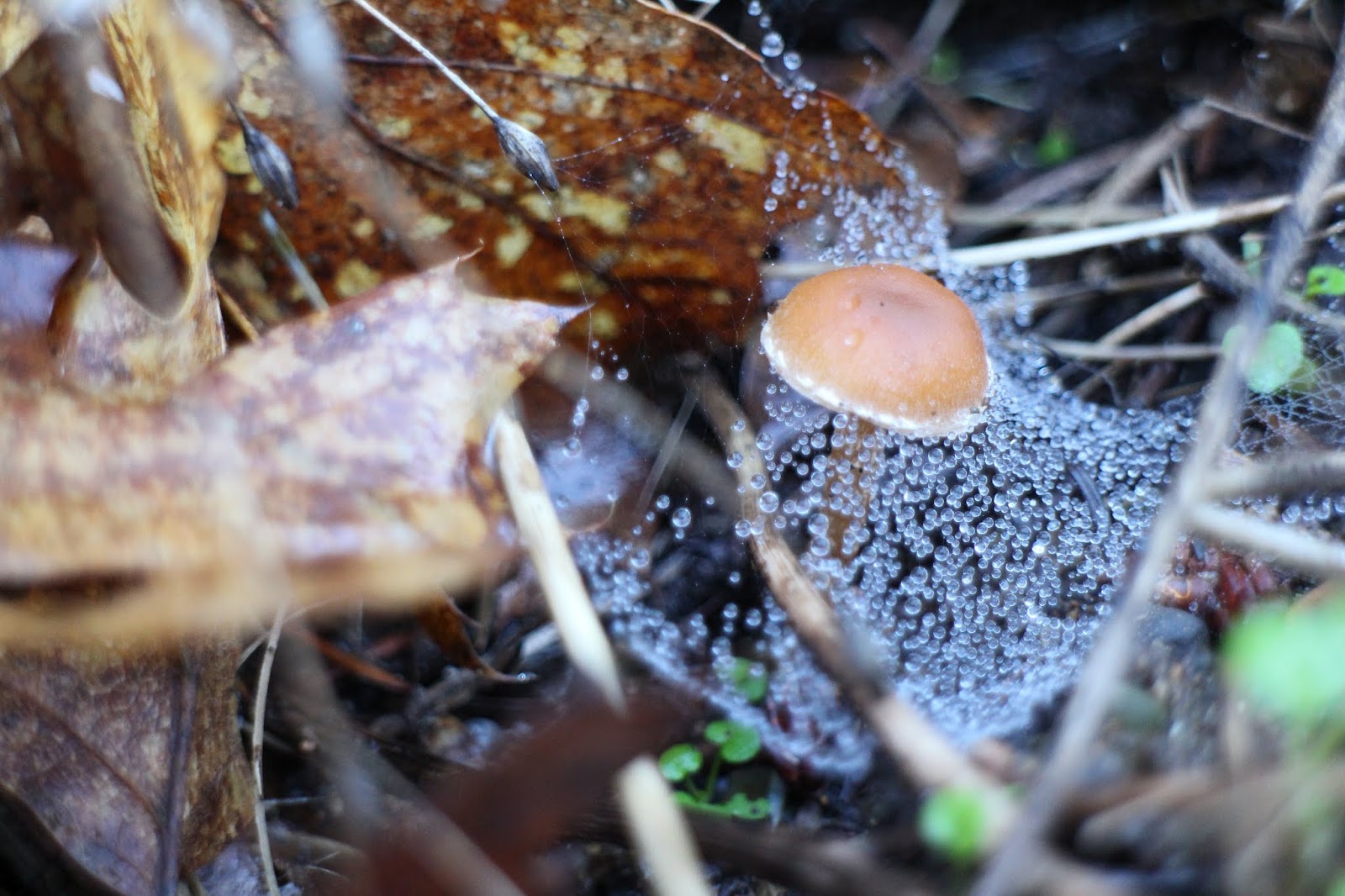 spider web in dew