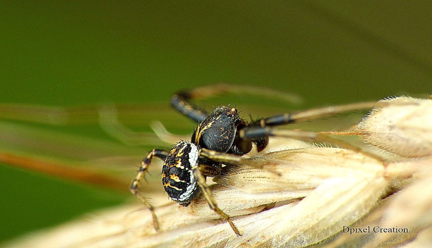 spider insect