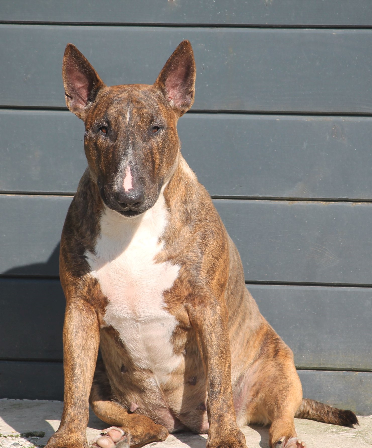Indian Dogs Kennel Bullterriërpups