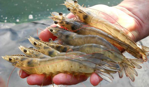 Mua chế phẩm sinh học ở đâu uy tín?