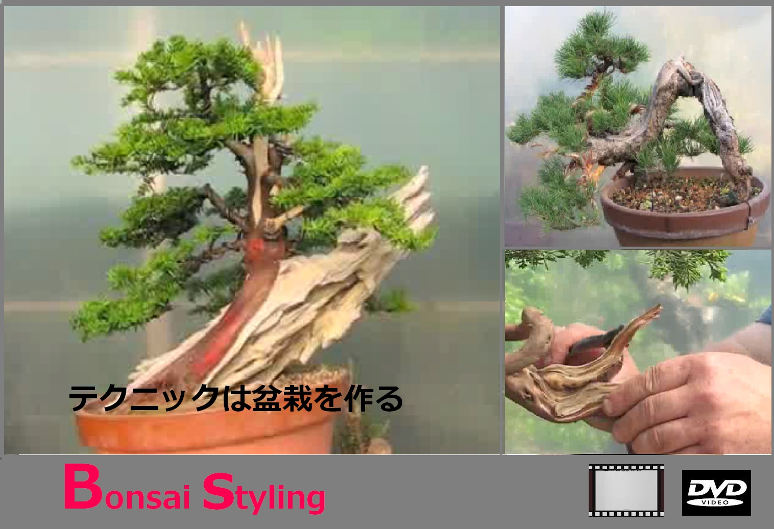  Bonsai  styling Video panduan tehnik membuat bonsai  