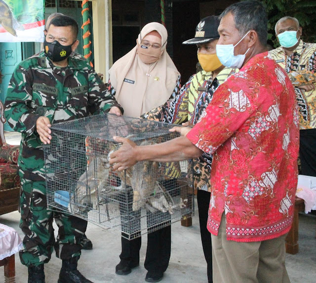 Kodim Sragen Bantu Burung Hantu Tyto Alba Kepada Petani Guna Atasi Tikus Kodim Sragen Bantu Burung Hantu Tyto Alba Kepada Petani Guna Atasi Tikus